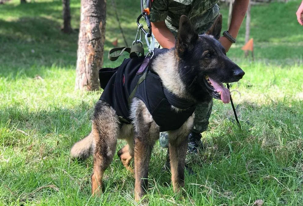 Murió uno de los perros de rescate de México en Turquía