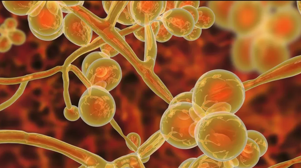 candida auris