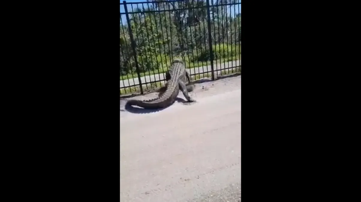 Graban cuando un cocodrilo traspasa una cerca de metal en Florida (Video)