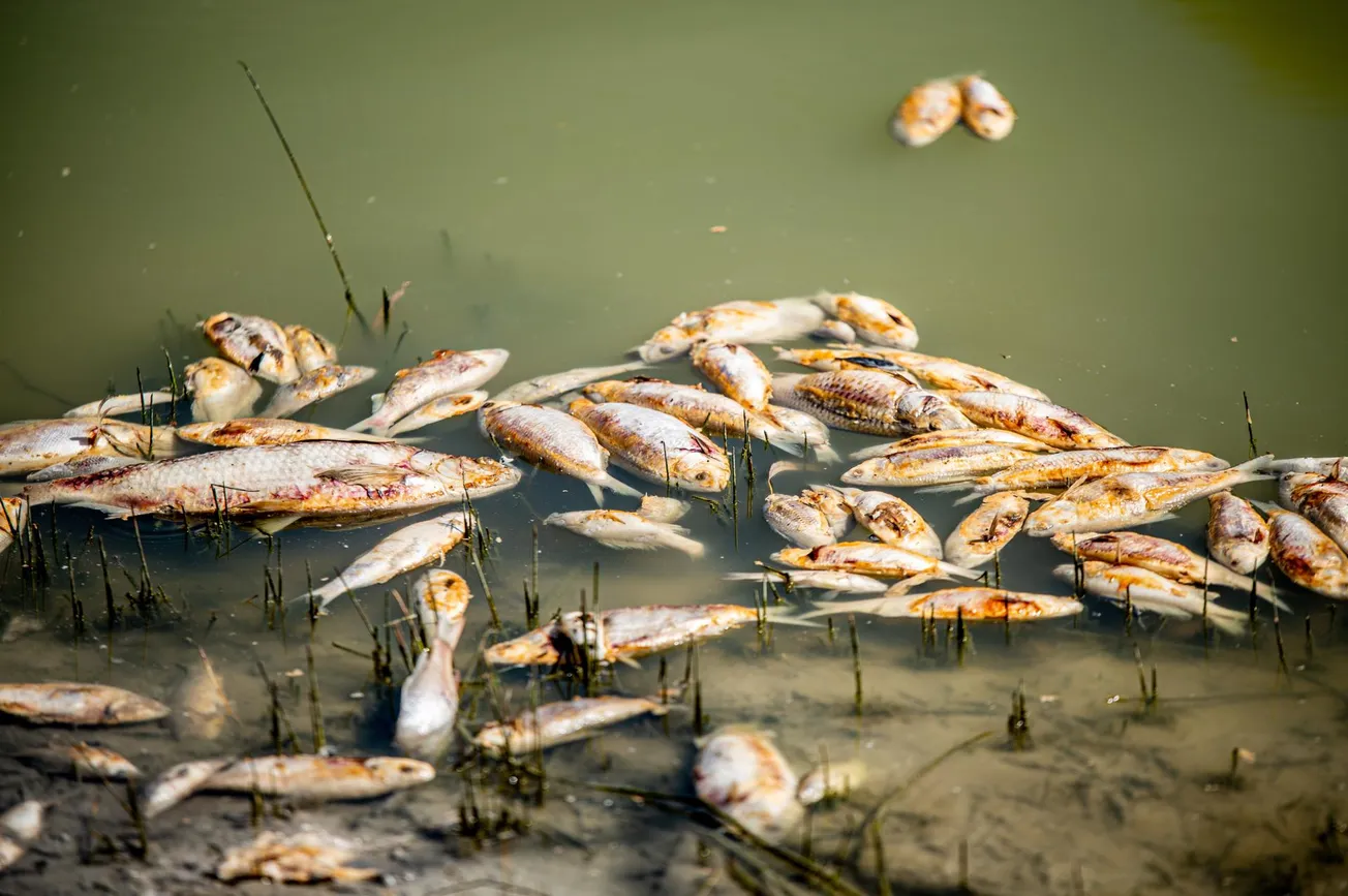 Millones de peces muertos bloquearon un río en Australia, ¿qué pasó?