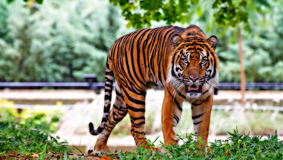 tigre georgia