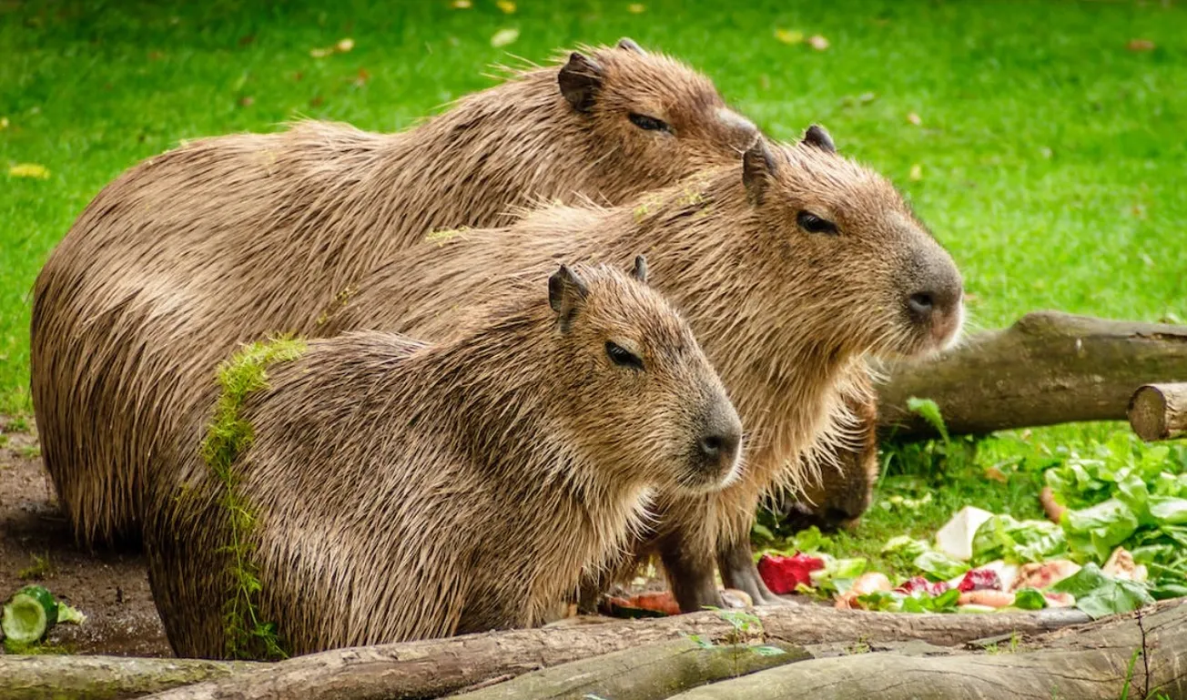 capybara