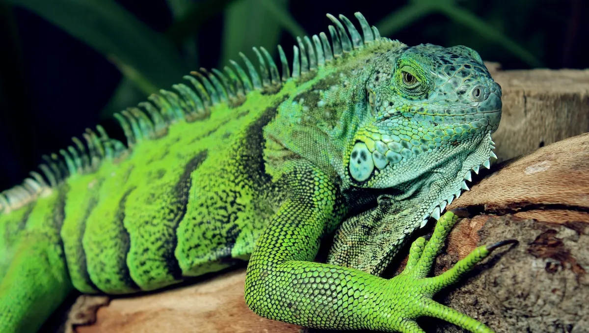 enfermedad iguana