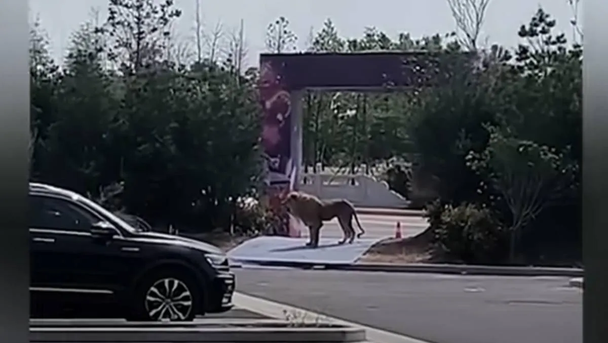 Dos leones se escapan de un circo en China y causan pánico