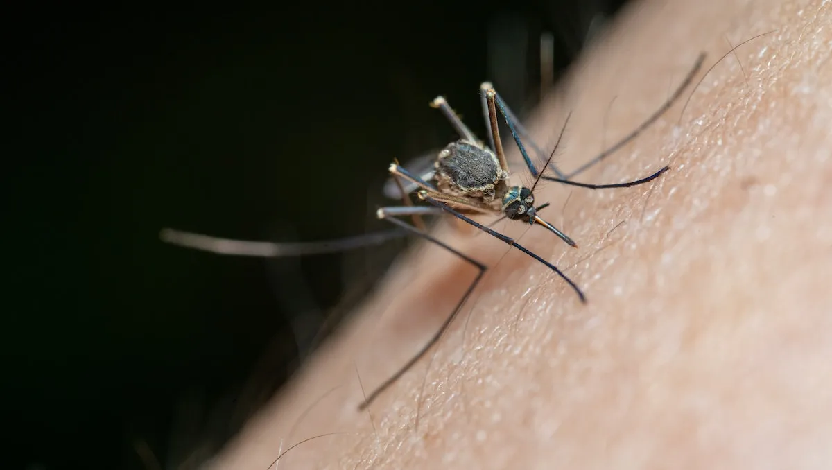 saliva de mosquito