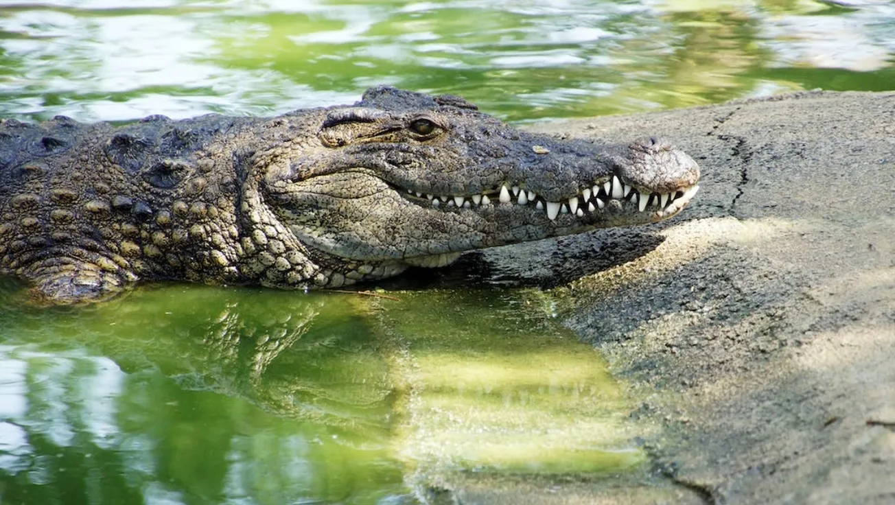 caiman