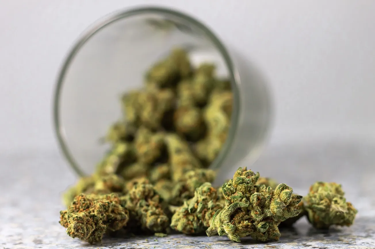 La marihuana legal es más potente que nunca, pero todavía no está bien regulada