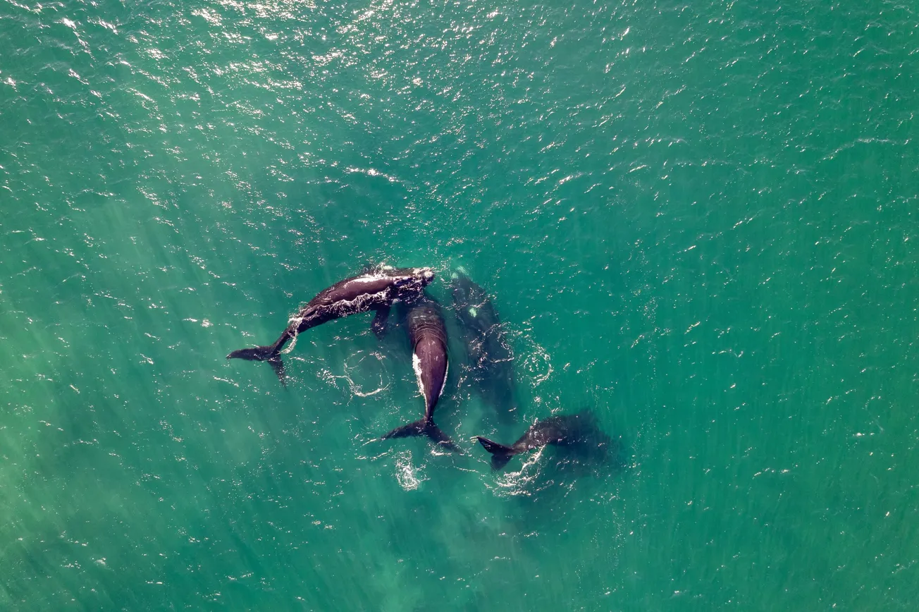 ¿Las orcas se están vengando? Biólogos marinos estudian aumento de su agresividad