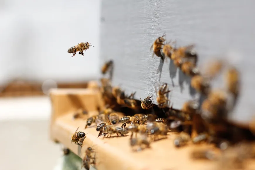 Advierten de efectos sobre productos con veneno de abejas
