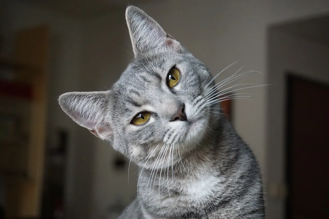 Los gatos relacionan el nombre con la cara de otros gatos