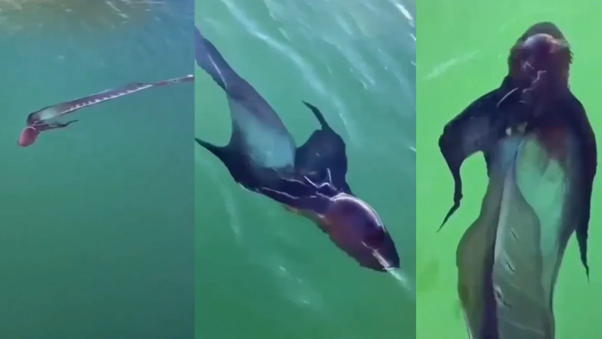 Extraña especie marina fue avistada y subida a redes sociales por un usuario