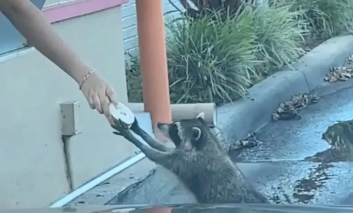 mapache dunkin tiktok