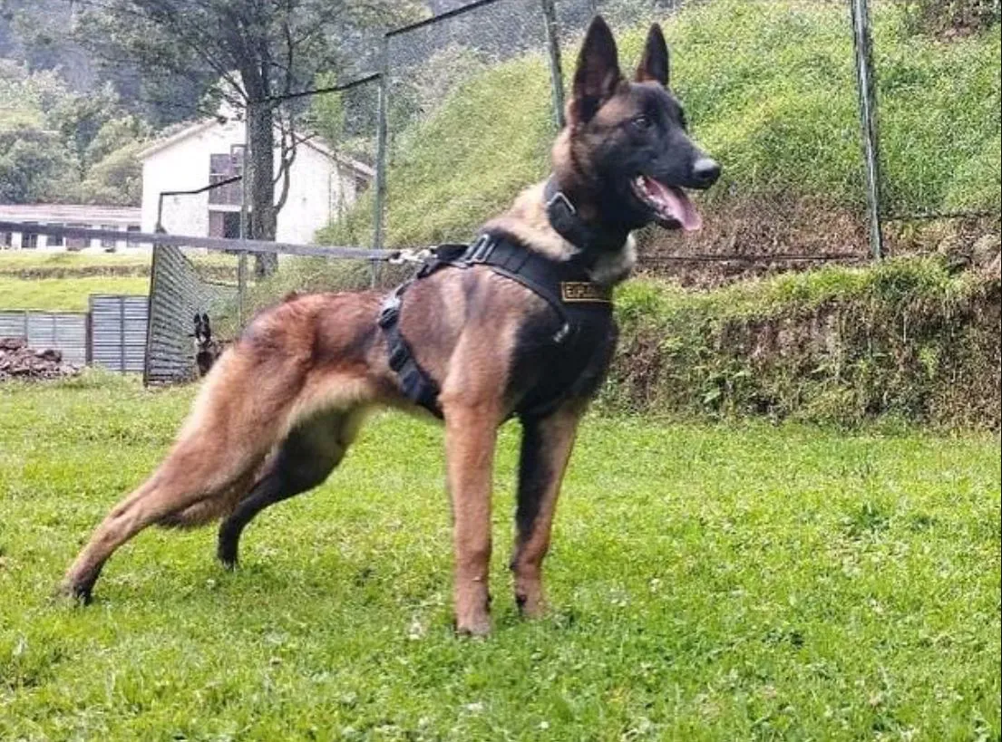 Niños rescatados en selva de Colombia dibujan a Wilson, el perro que ayudó en la búsqueda y que sigue desaparecido