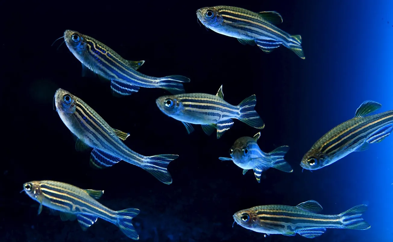 Peces cebra