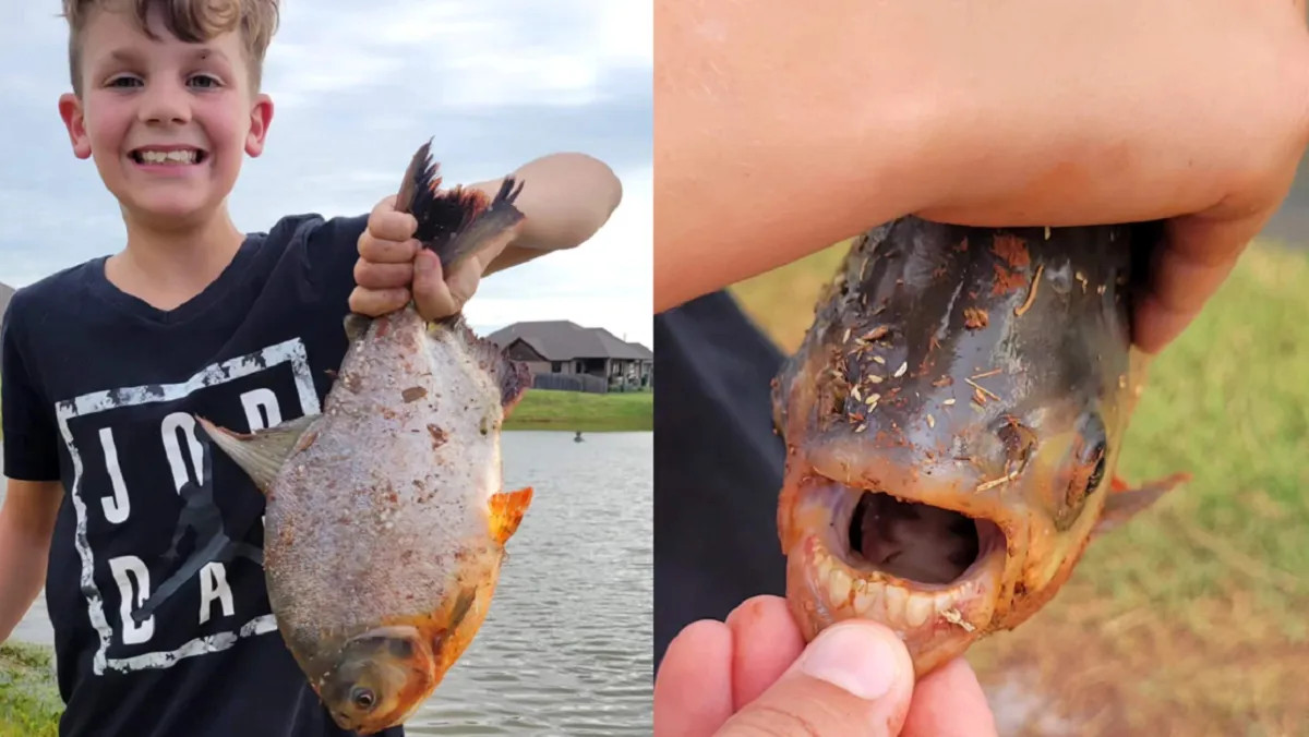 Niño atrapa a un pez con dientes similares a los de los humanos en Oklahoma