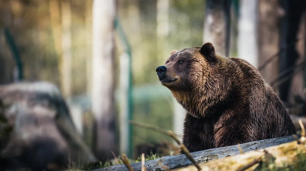 oso grizzly