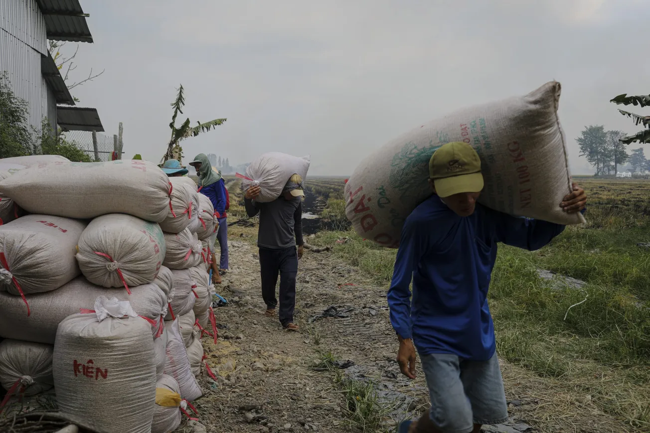 ¿Habrá escasez de arroz? India prohibió exportarlo a EEUU