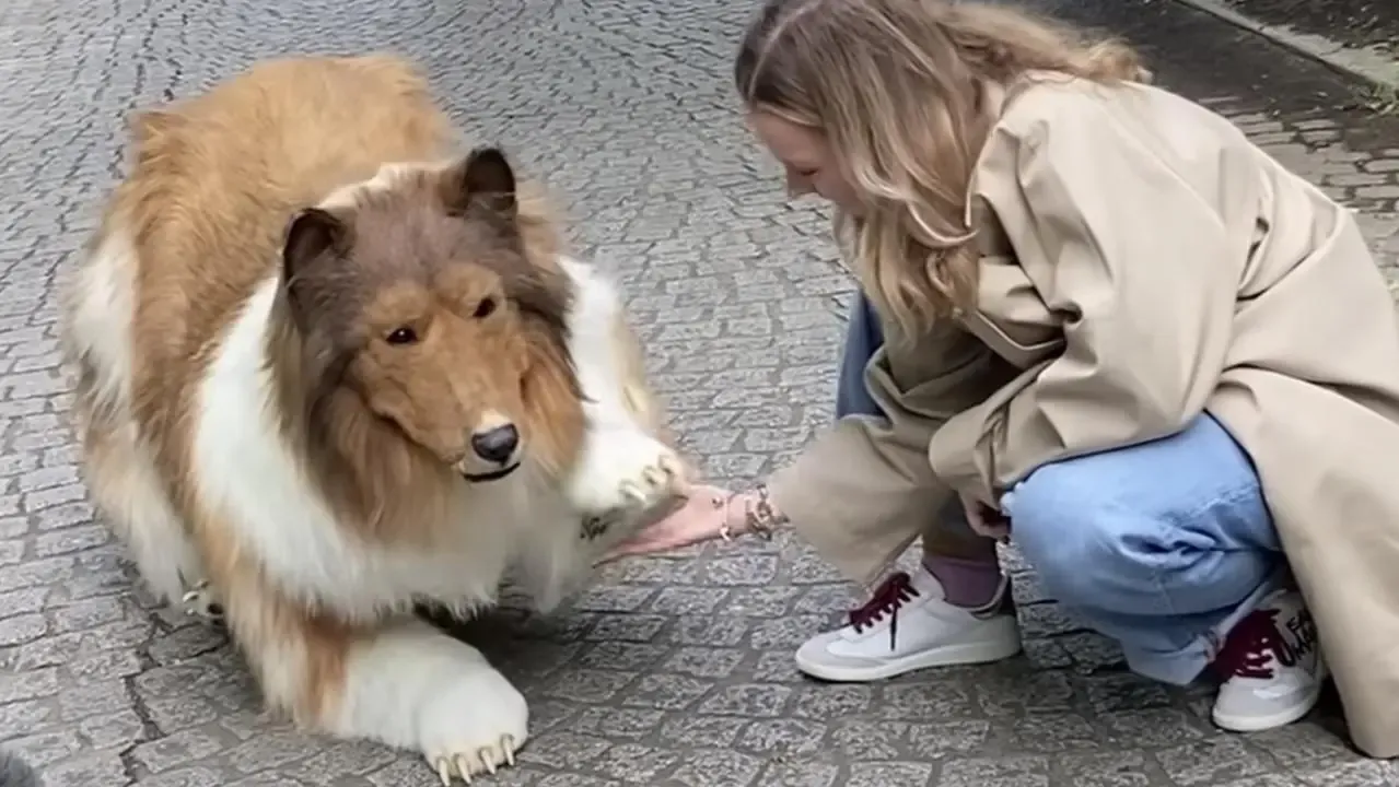 Japonés Cumple Sueño de ser perro