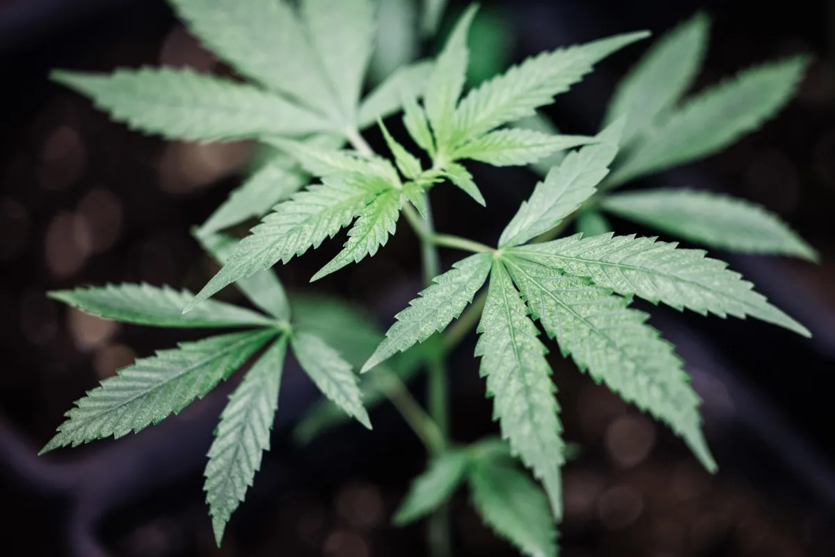 Alemania aprueba proyecto para la legalización de cannabis