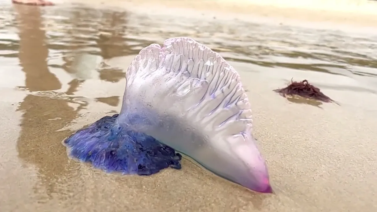La carabela portuguesa genera alarma en las playas