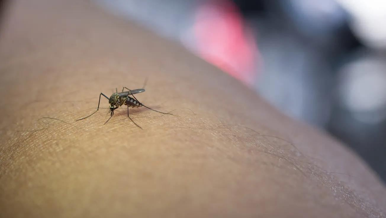 malaria Maryland