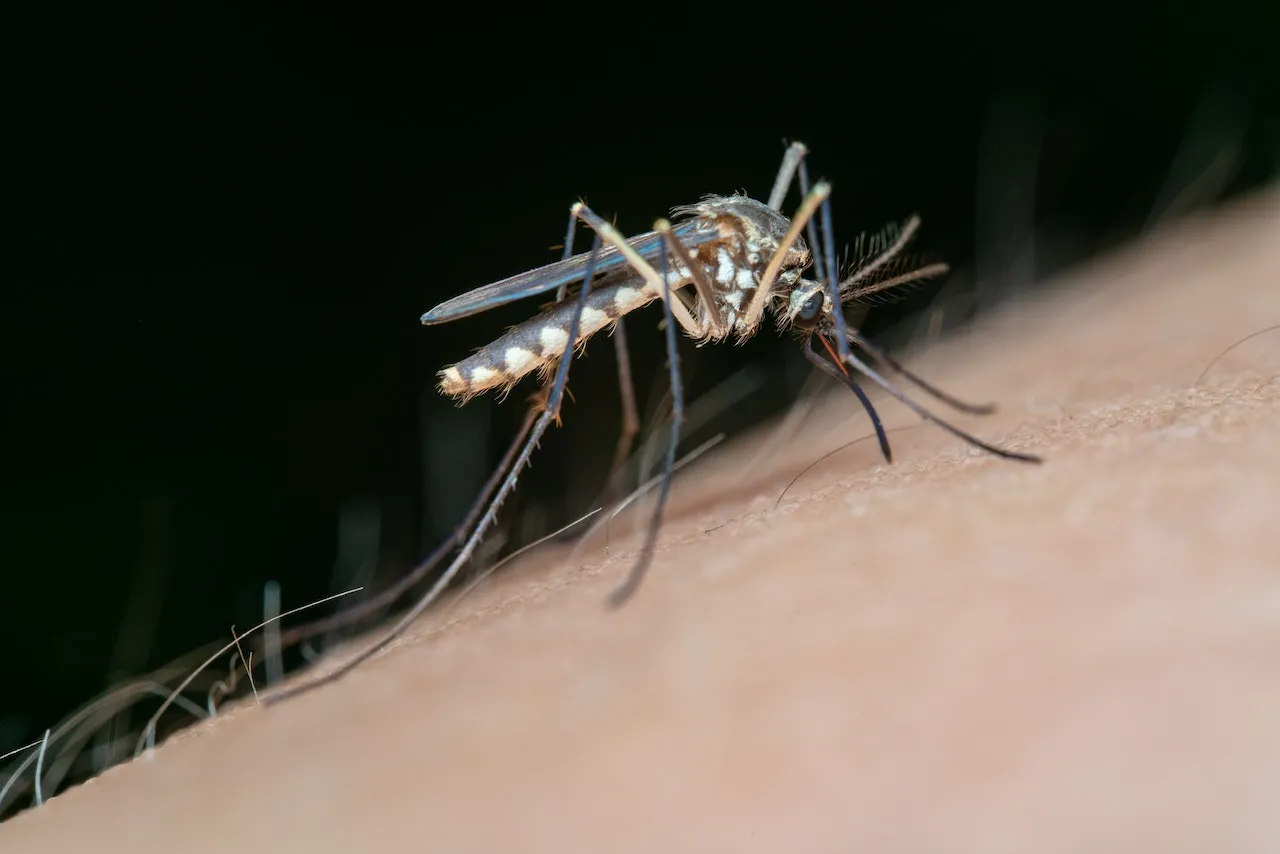 dengue