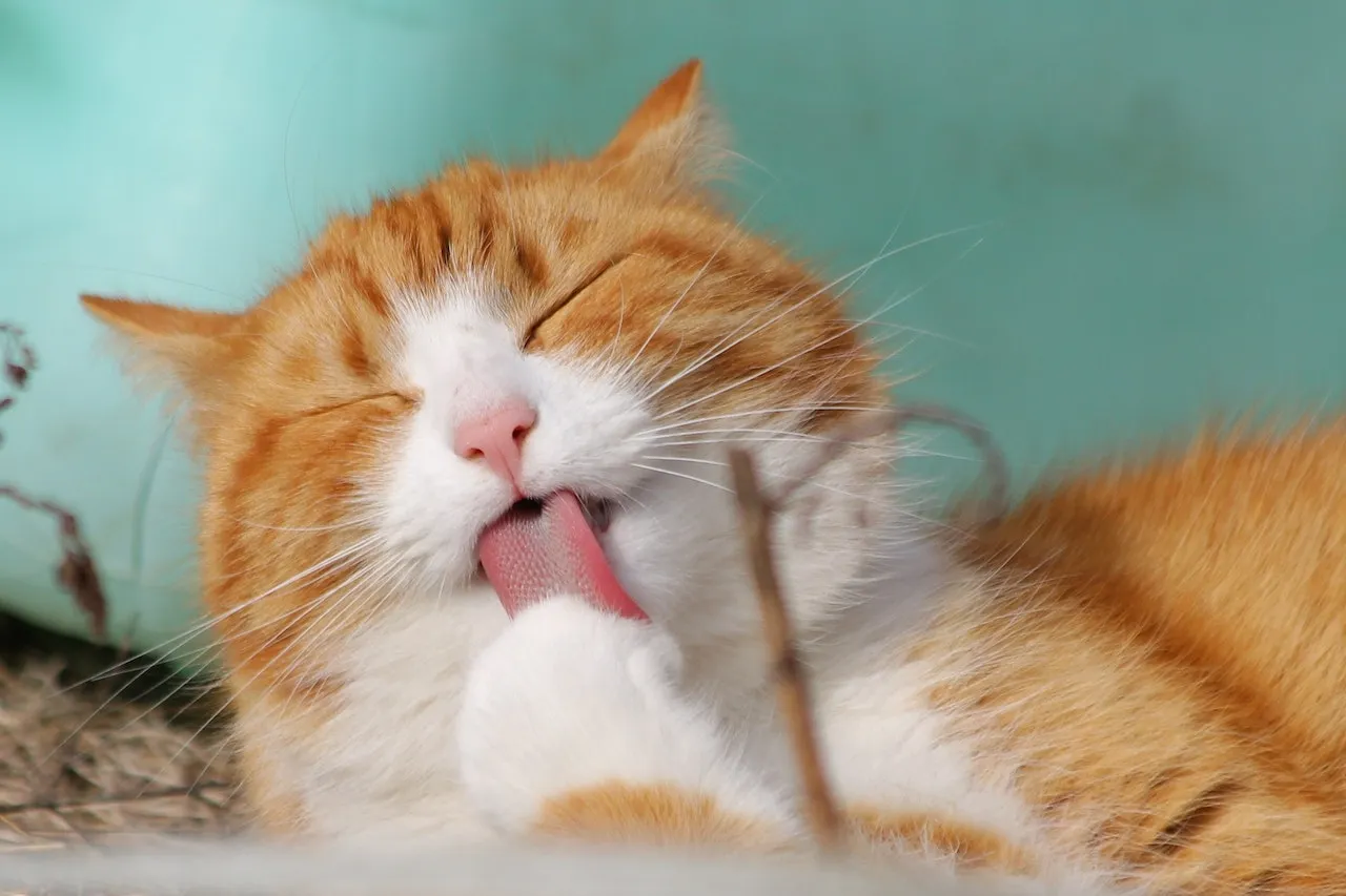 gatos les gusta el atún