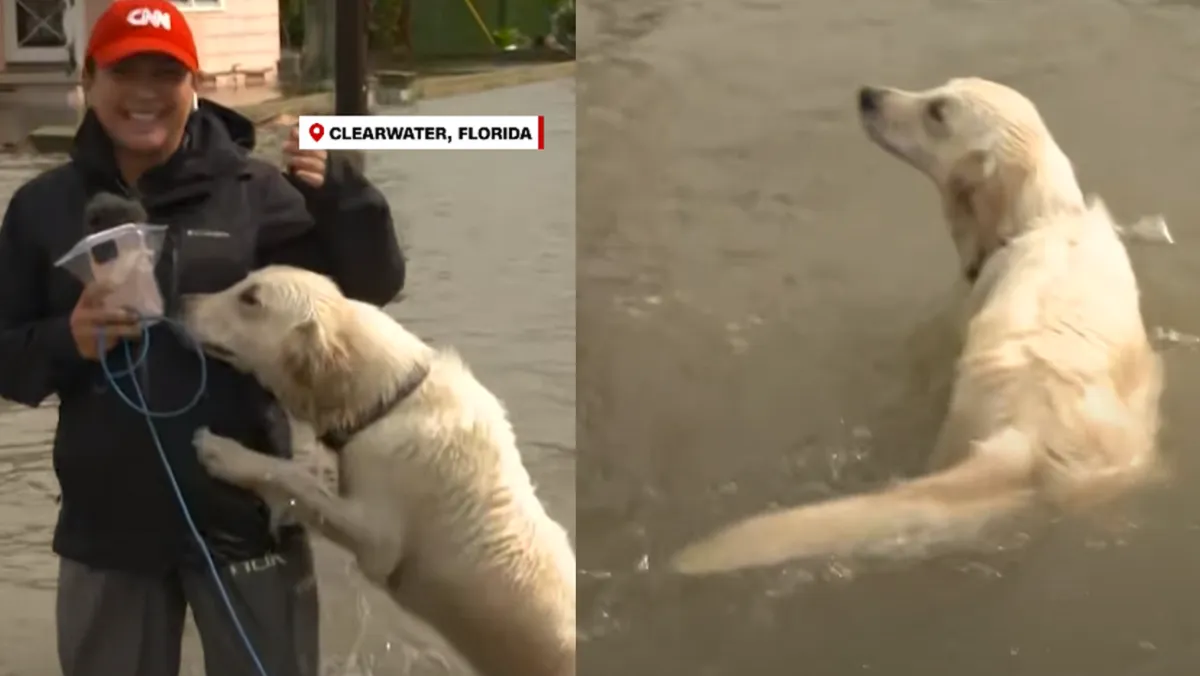 Perro juega con periodista mientras cubría en vivo el huracán Idalia