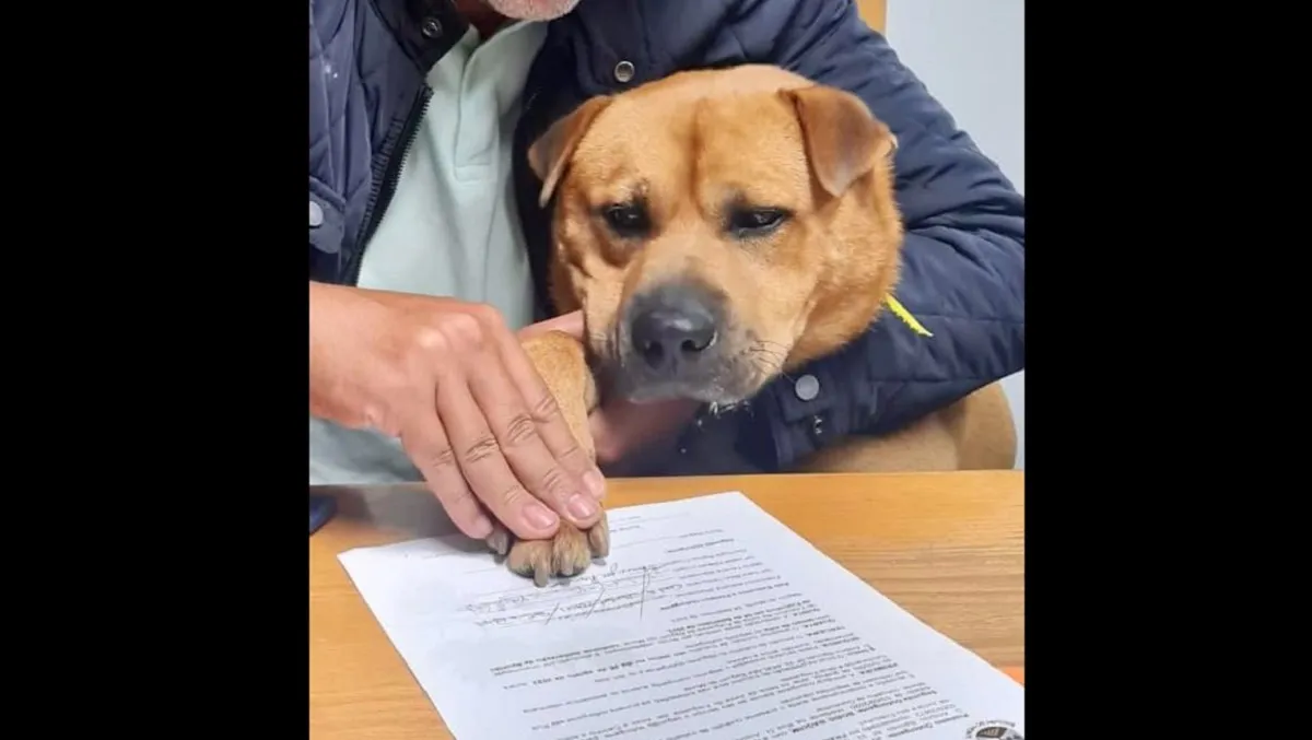 Boris Baguim, el perrito contratado por una empresa para dar amor y cariño