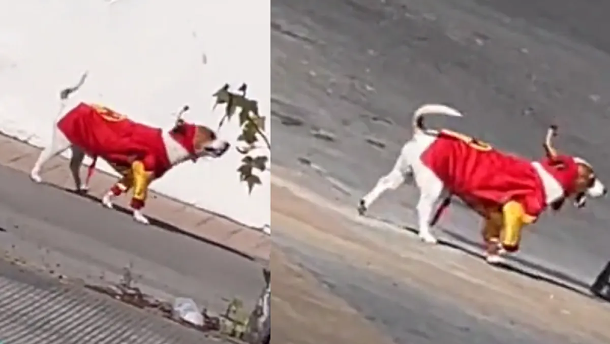 Chesperrito, la mascota que pasea por las calles disfrazada de El Chapulín Colorado