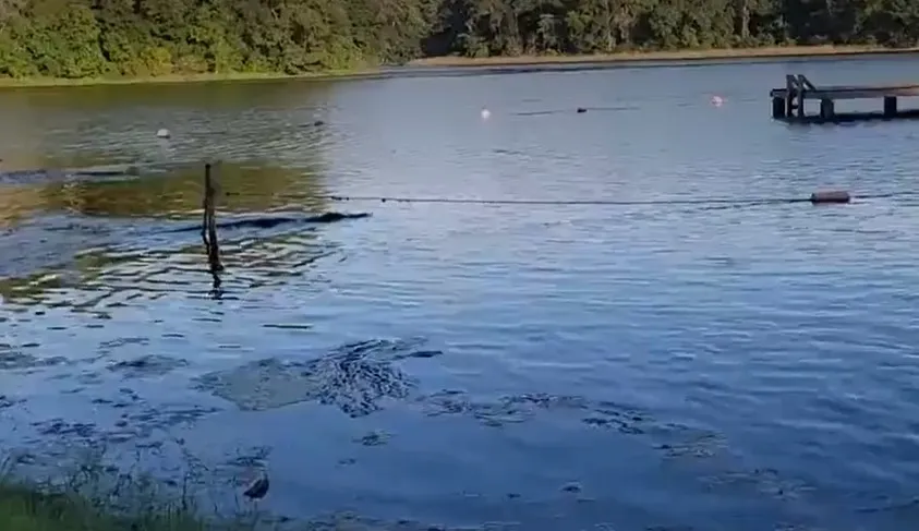 Cocodrilo acechó a niñas