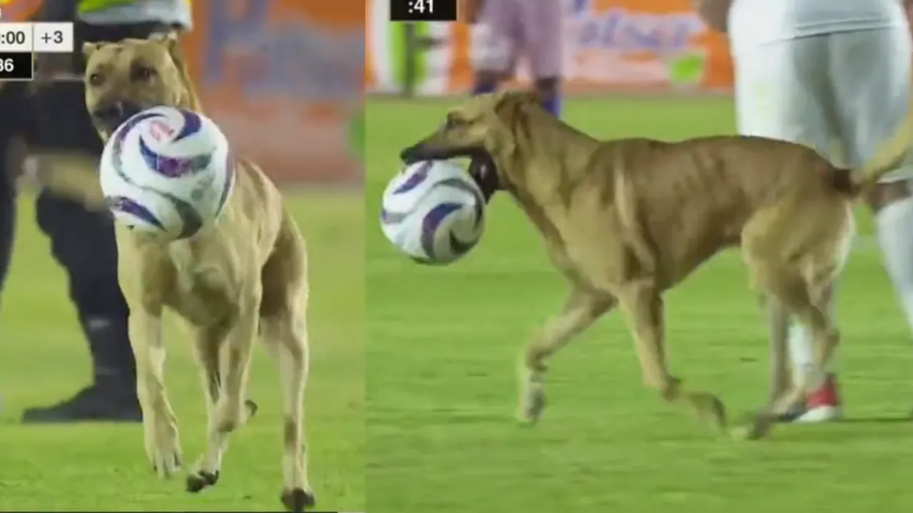 Perro partido fútbol