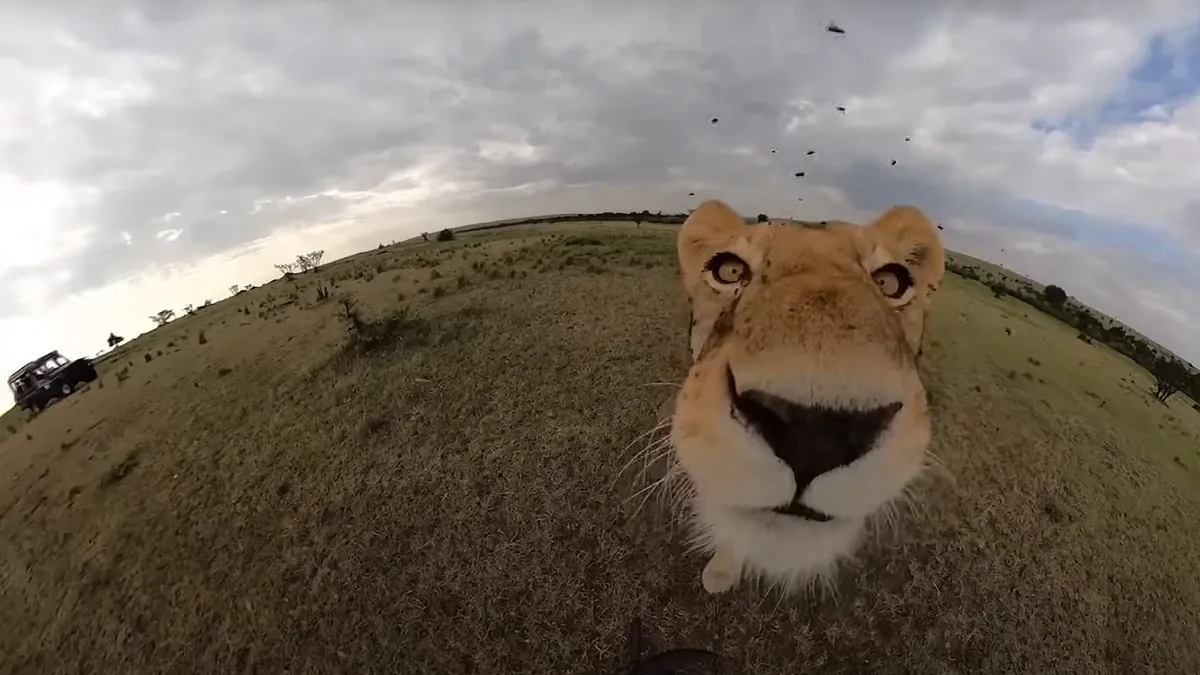 Leona se adueñó de una cámara GoPro y tomó estas imágenes
