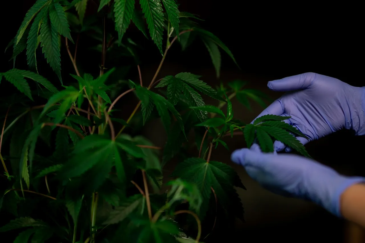 senado marihuana