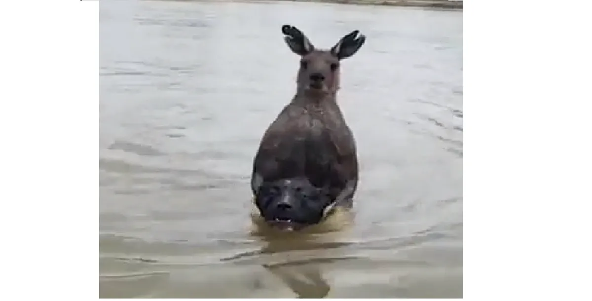 Canguro contra perro