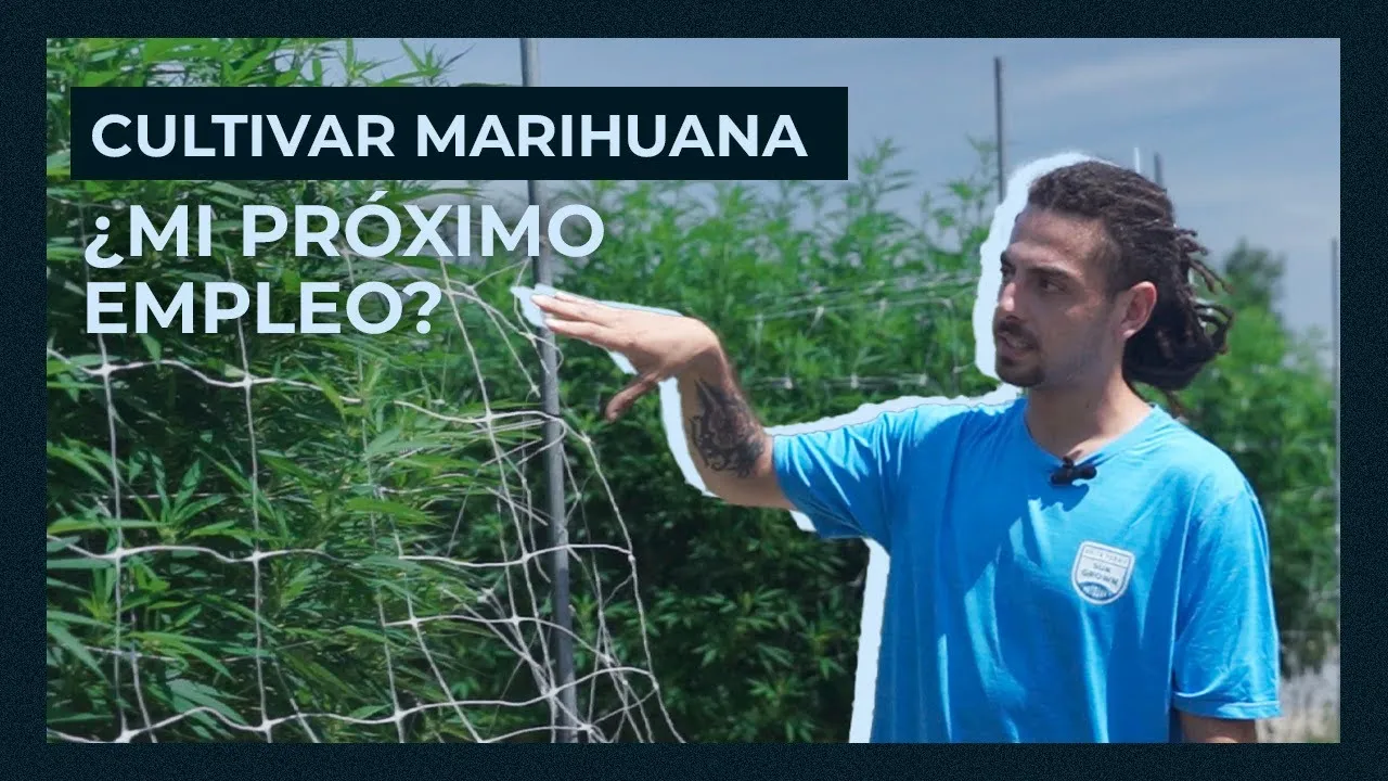 Latino trabaja sembrando cannabis en EEUU y esto es lo que gana
