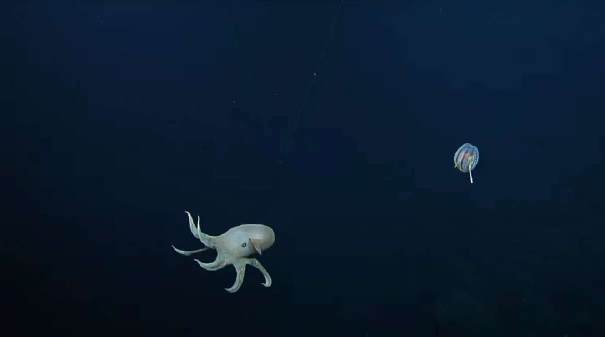 Expedición graba pulpo Dumbo “fantasmal” en las profundidades del mar