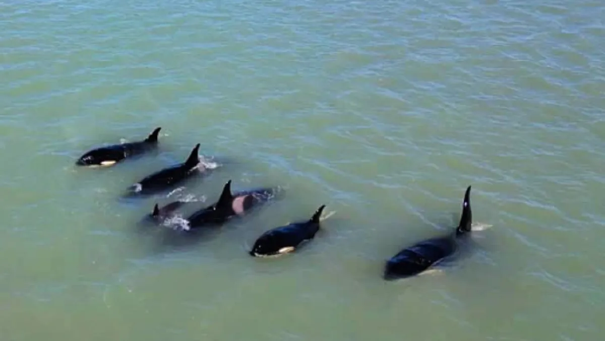 Graban a grupo de orcas por costas de Argentina y así se vio el espectáculo