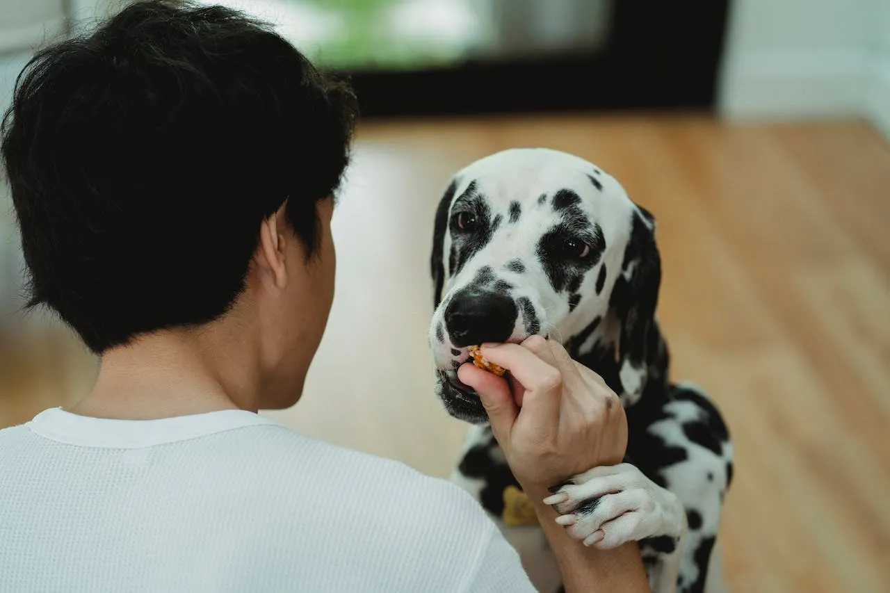 mejores libros para adiestrar a perros cómo entrenar a mi perro chocolate mascotas