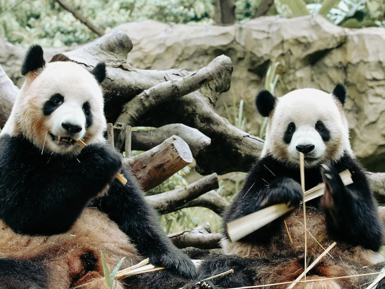 pandas dc