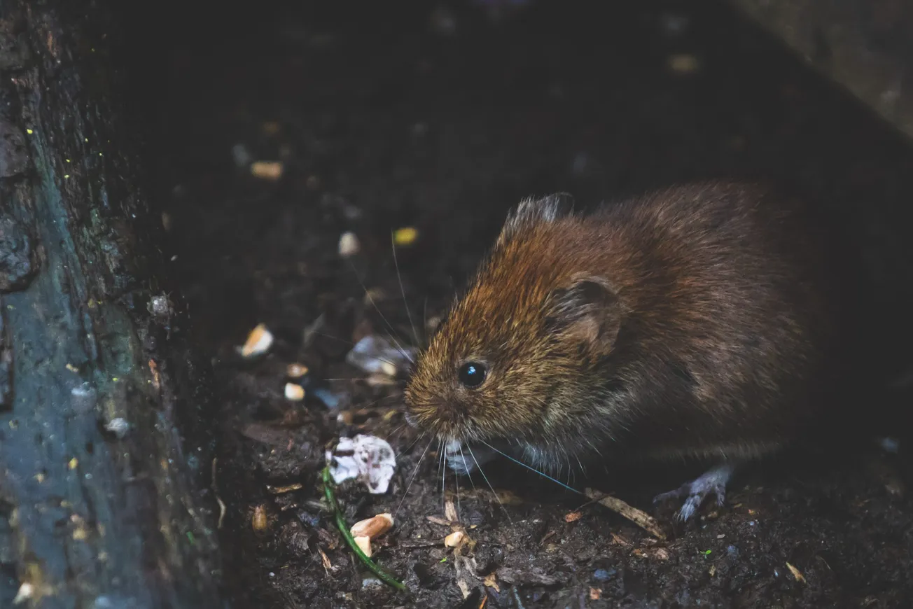 ciudades con más ratas