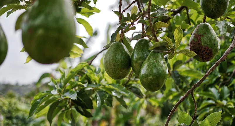 aguacates México