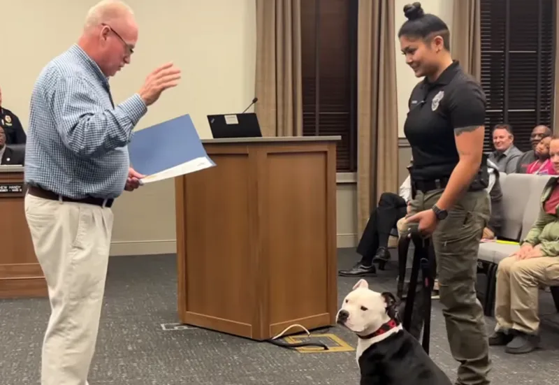 Bolo, un perro rescatado y juramentado como policía de Hopkinsville, Kentucky