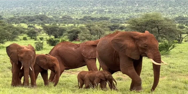Elefantes gemelos en Kenia