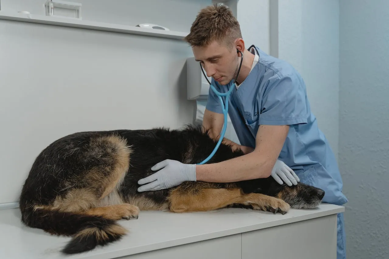 enfermedad respiratoria canina
