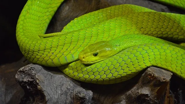 Mamba verde desaparecida