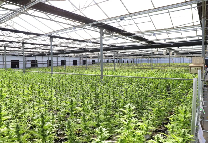 industria de la marihuana