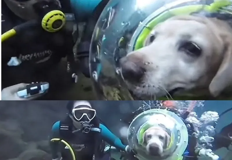 Internautas critican video en TikTok para el que hicieron bucear a un perro