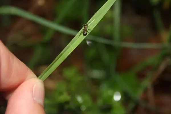 hormiga zombi sube a un tallo de grama para reiniciar el ciclo del parasito