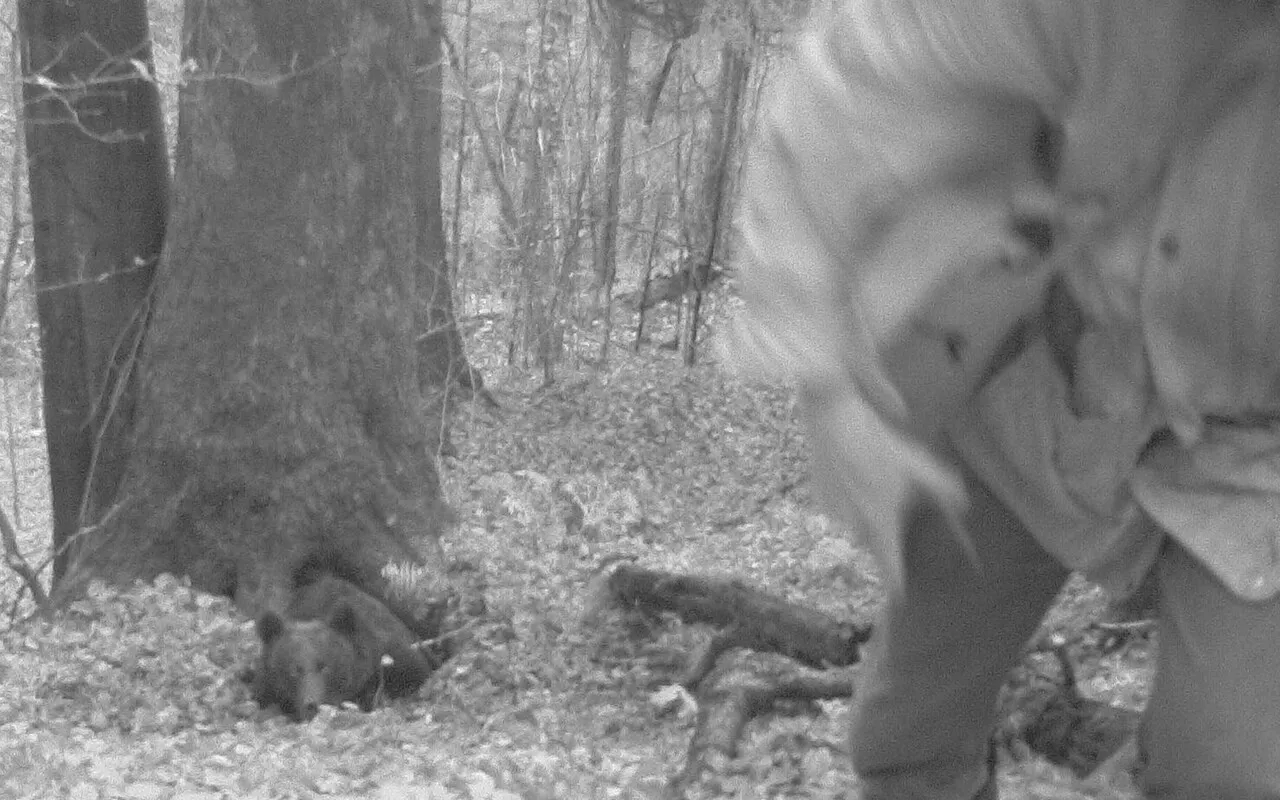 ecoactivista es atacado por oso pardo